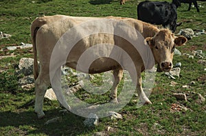Cow grazing on poor pasture filled with stones