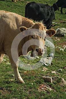 Cow grazing on poor pasture filled with stones