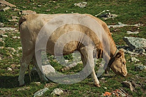 Cow grazing on poor pasture filled with stones