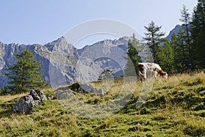 a cow grazing in the Austrian Alps of the Dachstein region (Neustatt valley, Styria in Austria)