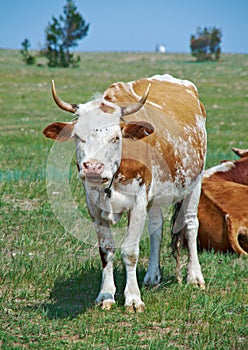 Cow grazing the shore of Baikal lake