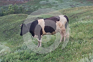 Cow grazing on a spring meadow