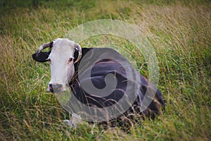 Cow is grazing the spring pasture, closeup
