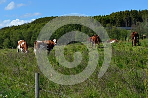 Cow grazing on summer field