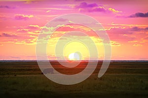 Cow grazing at sunset