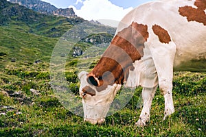Cow grazing in Swiss Alps