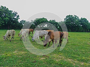 Cow grazing in a village farm in India Gujarat Ahemdabad Viramgam Zezra