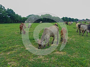 Cow grazing in a village farm in India Gujarat Ahemdabad Viramgam Zezra