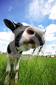 Cow in green field