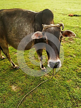 Cow In The Green Field