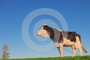 A cow on green field on the blue sky background