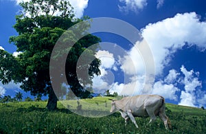 Cow in green field at Dominican republic