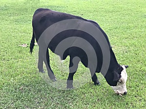 Una vaca sobre el verde comer. 