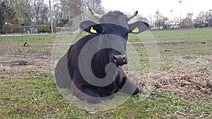 Cow on a green field, Germany