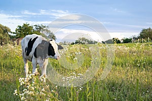 Cow in the green field, meadow in sunny day, beautiful landscape with copy space