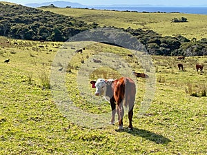 Cow on a green field in a sunny day, Tawharanui Regional Park, New Zealand