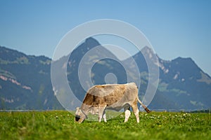 Cow in a green field by the water in Sweden. Cattle grazing in a field. Cows on green grass in a meadow, pasture. Cattle