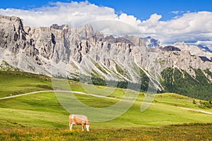 Cow at the green grass alpine meadow pasture at day