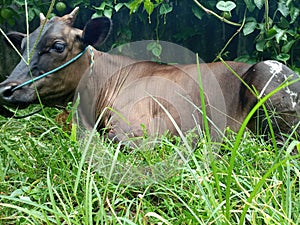 Cow On Green Grass