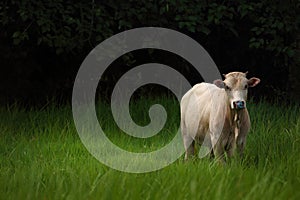 Cow on green grass field.