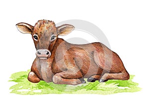 Cow on the green grass. Hand drawn illustration. Cute cow baby farm animal. Brown hair young calf laying on the green