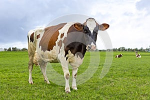 Cow in a green grass pasture