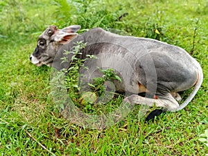 Cow and green grass and sorrowful