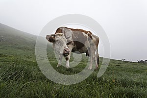 Cow on a green meadow 10