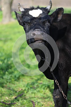 cow in a green meadow