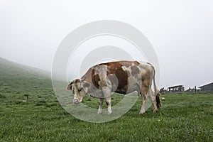 Cow on a green meadow 2