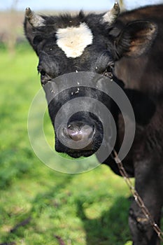 Una vaca en prado verde 