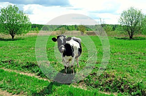 Cow on green meadow in countryside. Pasture for cattle. Cow in the village in fresh air. White and black cows. Cows graze on a