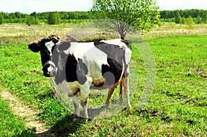 Cow on green meadow in countryside. Pasture for cattle. Cow in the village in fresh air. White and black cows. Cows graze on a