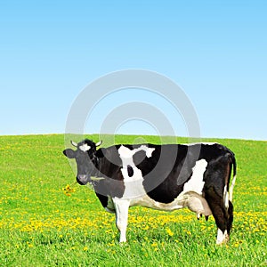 Cow on a green meadow.