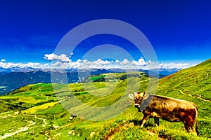 Cow on green meadow in the mountains of South Tyrol