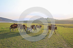 Cow on green meadow in summer