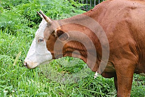 Cow on a green meadow on a summer day