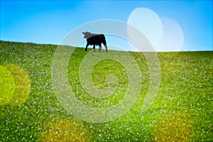 Cow in green pasture