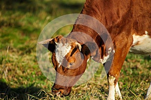cow on the green pasture