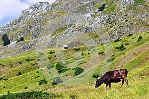 Cow on a green pasture