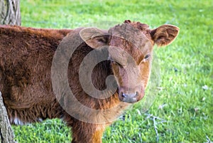 Cow on a green pasture in the spring