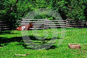 Cow in Green Pasture with Wood Fence