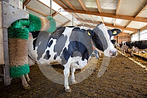 Cow grooming and massaging with brush device on ranch