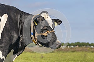 Cow with halter rope around her snoot, head side view in a meadow and a blue sky