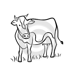 Cow hand draw vector illustration