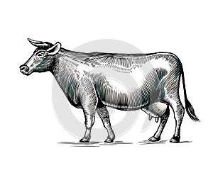 Cow hand drawn in elegant vintage engraving or etching style. Domestic animal isolated on white background. Farm cattle