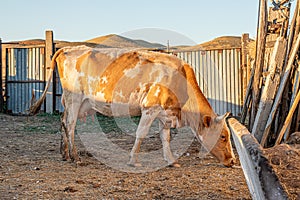 The cow has returned from pasture and is waiting for milking