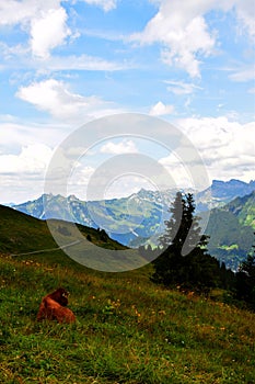 A cow having laze and enjoying the view in the Swiss Alps