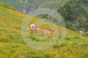 A cow having laze in the grass in the Swiss Alps