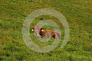 A cow having laze in the grass in the Swiss Alps